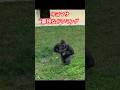 Kiyomasa's powerful drumming【東山動物園ゴリラ】 #gorilla #higashiyama