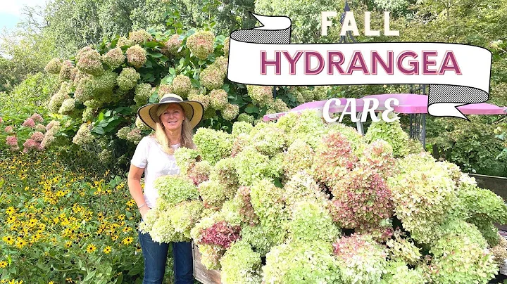 Fall Hydrangea Care