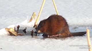 Mississippi River Flyway Cam - Muskrat. Dives for vegetation and reappears\/explore.org 12\/12\/21