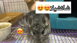 chinchilla!!😍 | تعرف على الشانشيلا😍 عطوني رايكم فيه😆