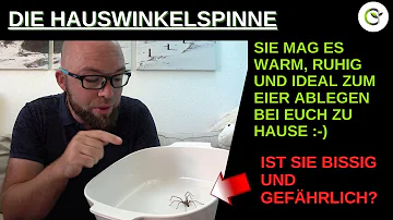 Wie töte ich eine Hauswinkelspinne?