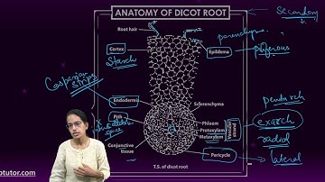 Anatomy of Dicot Root: Epiblema, Cortex, Pith, Vascular Strand, Pericycle | NEET Biology