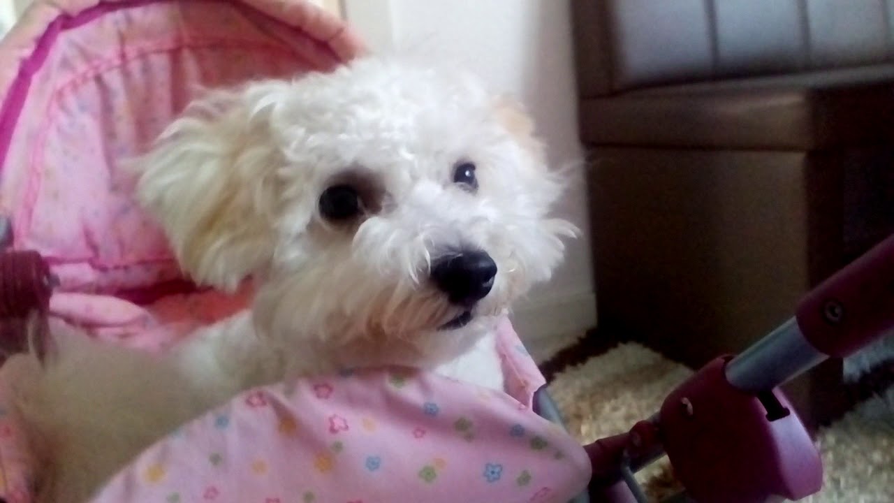 Стрижка Бишон Фризе - YouTube