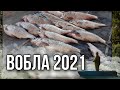 Рыбалка Астрахань/Вобла 2021/Отличный клёв/С хорошей компанией/Варили уху,жарили воблу