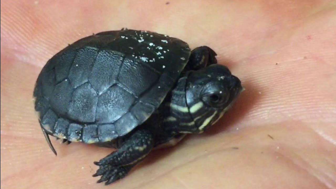 Painted Turtles Hatching YouTube
