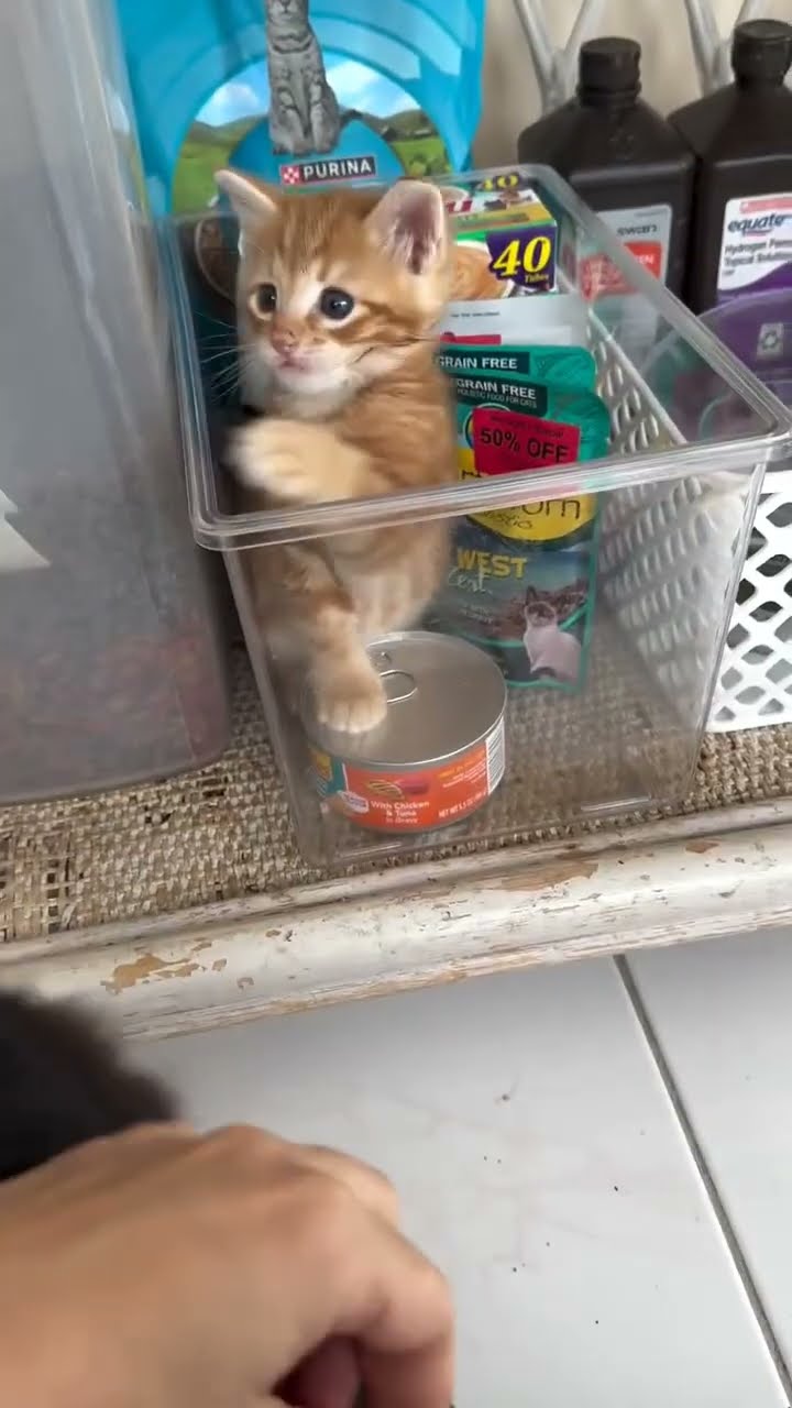 Très mignon petite chaton