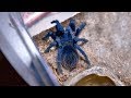 Brazilian Blue Tarantula Female - Pterinopelma Sazimai - Eating