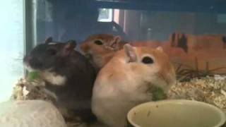 Gerbils eating peas