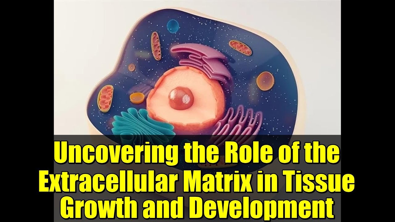 Uncovering the Role of the Extracellular Matrix in Tissue Growth and Development