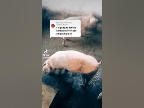Вакцинація свиней🐷 #україна #українською #село #свиноводство #свині # ...