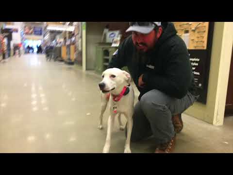 1.5-year-old-mix,-cali!-boarding-and-training-for-dogs-|-off-leash-obedience-training
