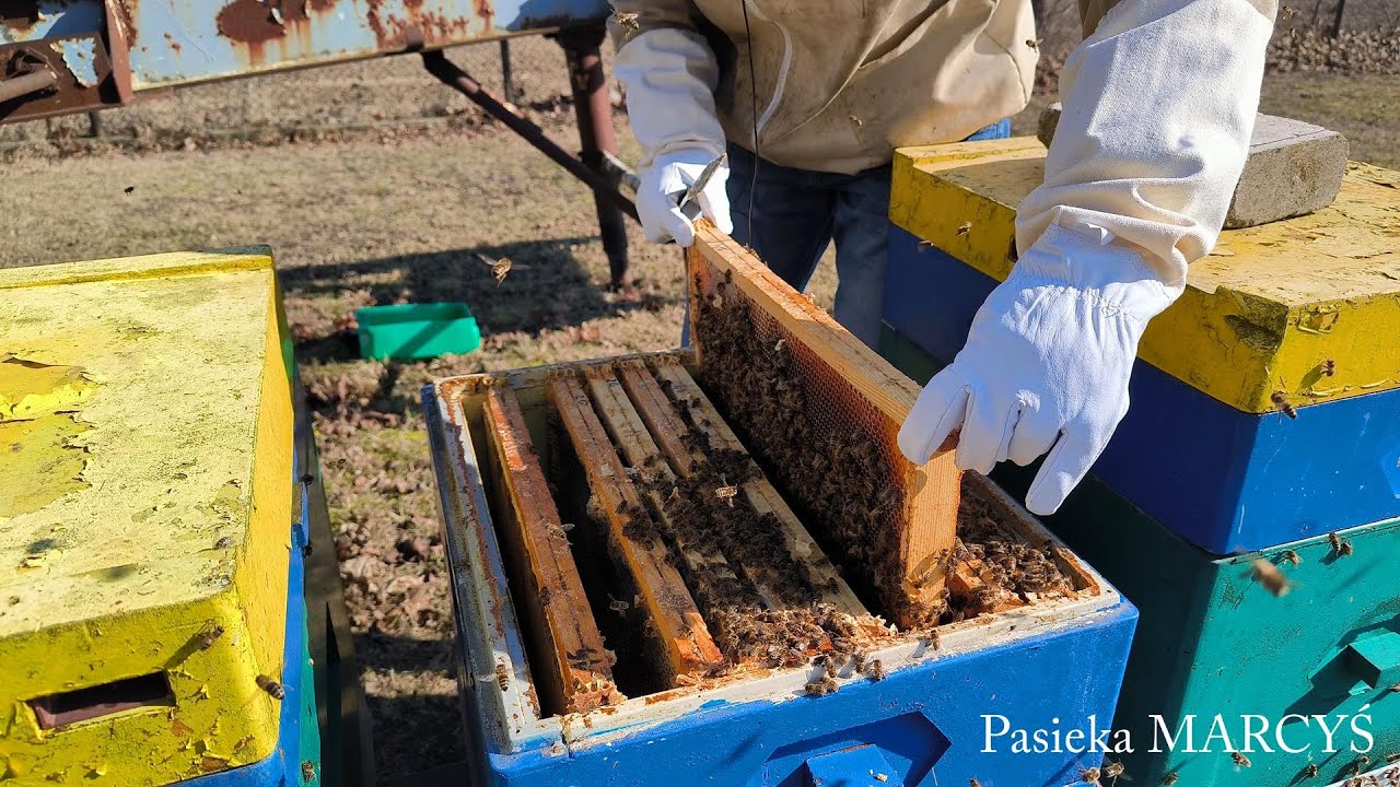 Najczęstszy błąd przy pobudzaniu rodzin pszczelich do rozwoju.