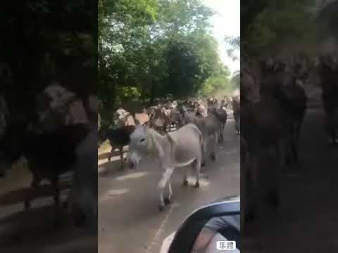 وديع الصافي بلدي اه يابلدي حالات واتس اب