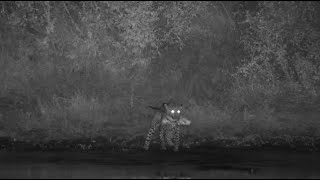 Djuma: Leopard-Maribye male patiently waits, then catches a nice sized Catfish - 01:54 - 05/30/2023