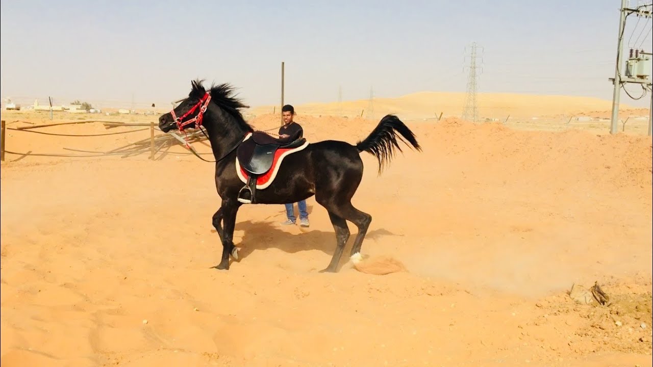 عسف دهماء في نص ساعة وركوبها Horse Training - First Ride - Mount horse in half hour for first time