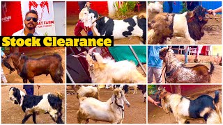 MD Goat Farm Stock Clearance | Andul Goats Starting 20,000