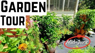 This Garden Looks Nothing Like Last Year! June GARDEN TOUR.
