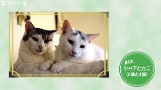 保護猫たちのニャン生（6）シャアとカニ　ずっと一緒にいたくて