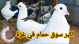 سوق الحمام وتعرف على انواع واسعارها شاهد مع فضل نبهان