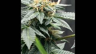 How To Grow Cannabis? New York MMP Program