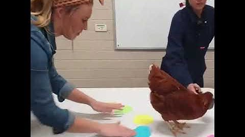 Một ví dụ thú vị về Học tăng cường (reinforcement learning)