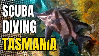Scuba Diving TASMANIA Australia π¦πΊ