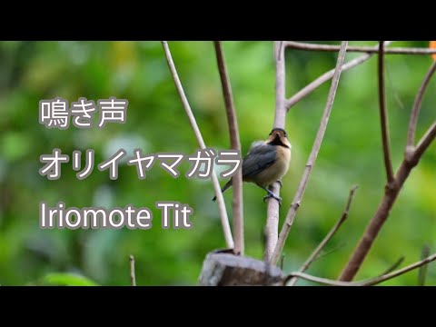 【鳴き声】オリイヤマガラ（オリイガラ）Iriomote Tit
