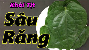 2 Cách chữa sâu răng và đau buốt răng tại nhà bằng lá trầu không rất hiệu quả