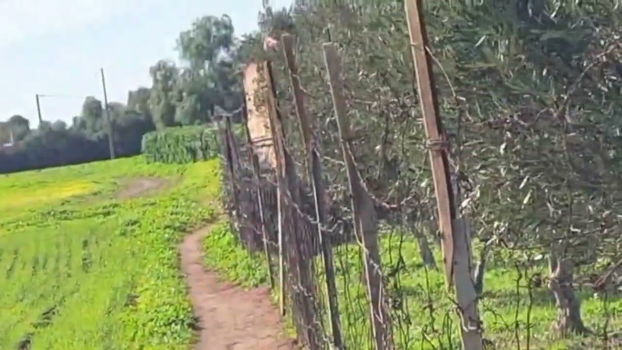 جوج هكتارات ملكية حره واحد الدويرة صغيرة البير ثمن 35 مليون ا الهكتار0630184239