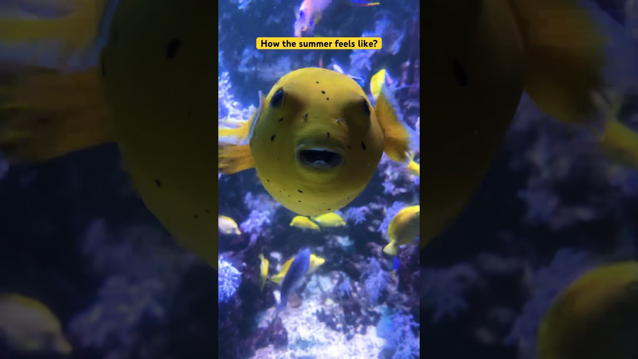 🇸🇪ஸ்வீடன் summer🌞எப்படி இருக்கும் | Sweden Tamil vlog 