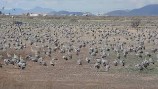 Whitewater Draw Sandhill Cranes 21519