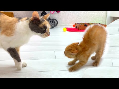 Ginger foster kitten meets pregnant calico cat