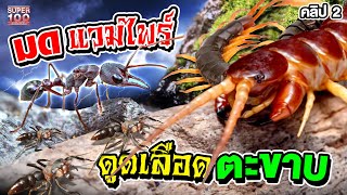 คลิป 2 | แดร็กคูล่าตัวจิ๋ว มดแวมไพร์ ดูดเลือดตะขาบ ! | SUPER100