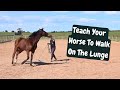 Lunging A Horse - How To Get Them To Walk