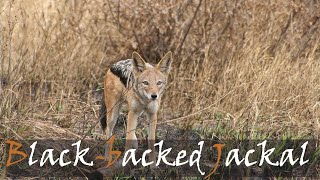 Black-backed Jackal (Canis mesomelas) Animal Call & Video | Stories Of The Kruger