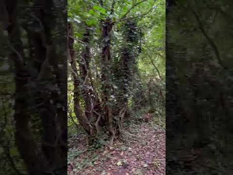 A wonderful ancient right of way on the South Downs - Dean Lane