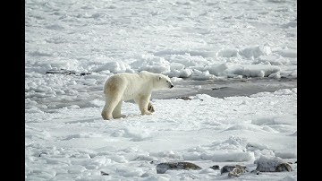 GẤU BẮC CỰC - CUỘC CHIẾN BĂNG GIÁ | POLAR BEAR - THE FROZEN BATTLE
