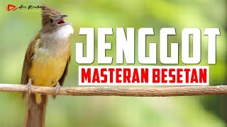 CUCAK JENGGOT GACOR MASTERAN GESEKAN BURUNG KICAU