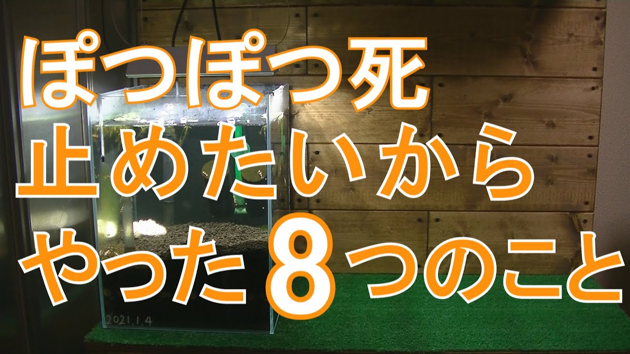 ぽつぽつ死を止めるためにやった8つのこと#33【ビーシュリンプ】【アクアリウム】