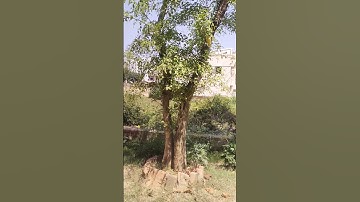 बिल्व वृक्ष की पूजा करने से महादेव खुश होते हैं #viral #subscribe