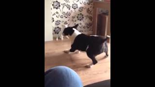 English Bull Terrier Bella