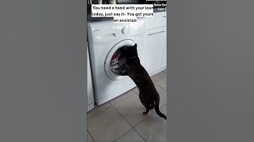 🧺 “POV: Your Cat Decides to Help with Laundry… Sort of 😼”