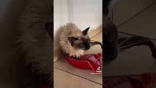 Dar Banho Nos Gatos E Resultado Foi Esse Kkkkkkk