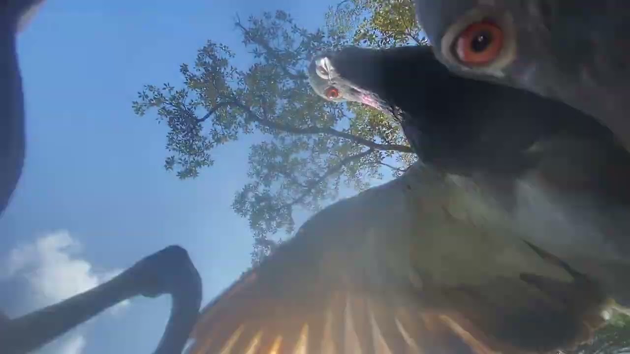 Pigeons really swarm camera