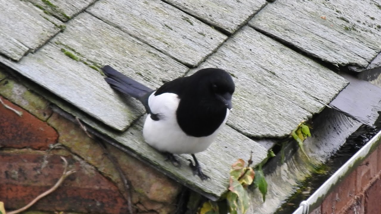 Wild Birds in my Garden. Feed the birds UK 01 02 26