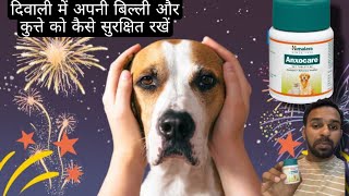 How to Care our Cat | Dog  in Diwali |दिवाली में बिल्ली और कुत्ते को कैसे सुरक्षित रखें | #dog #cat by THE PET GUY 237 views 5 months ago 2 minutes, 20 seconds