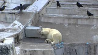 コンテナで遊んでいるうちに・・~Polar Bear plays with a toy