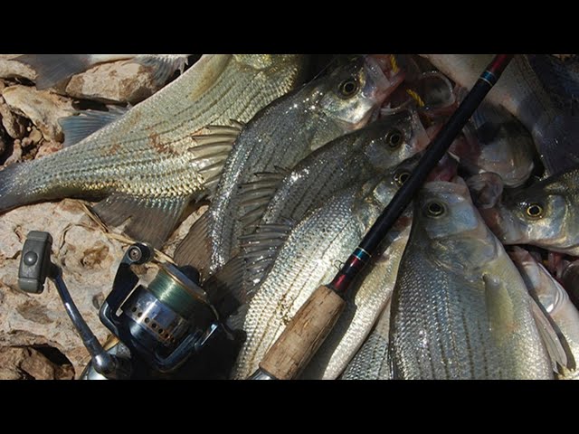 Watch Ask an Angler: Virtual Fishing Course (Spawning White Bass Fishing Tips) on YouTube.