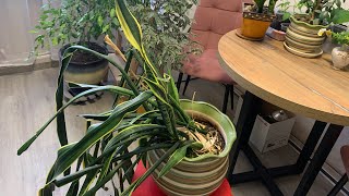 видео: Спасение сансевиерии.🪴#сансевиерия #хантымансийск #май2024 картинка: Спасение сансевиерии.🪴#сансевиерия #хантымансийск #май2024