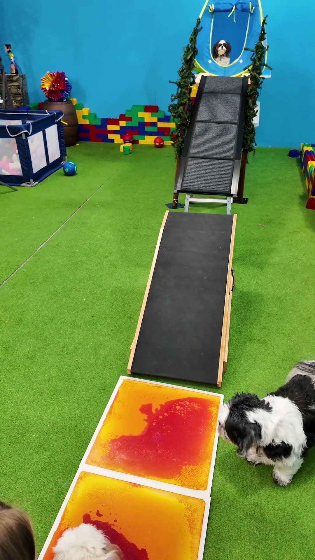 Assistant Has Waffles to the Rescue to Help Waggles on the Obstacle Course#FamilyFun #FunnyDogs